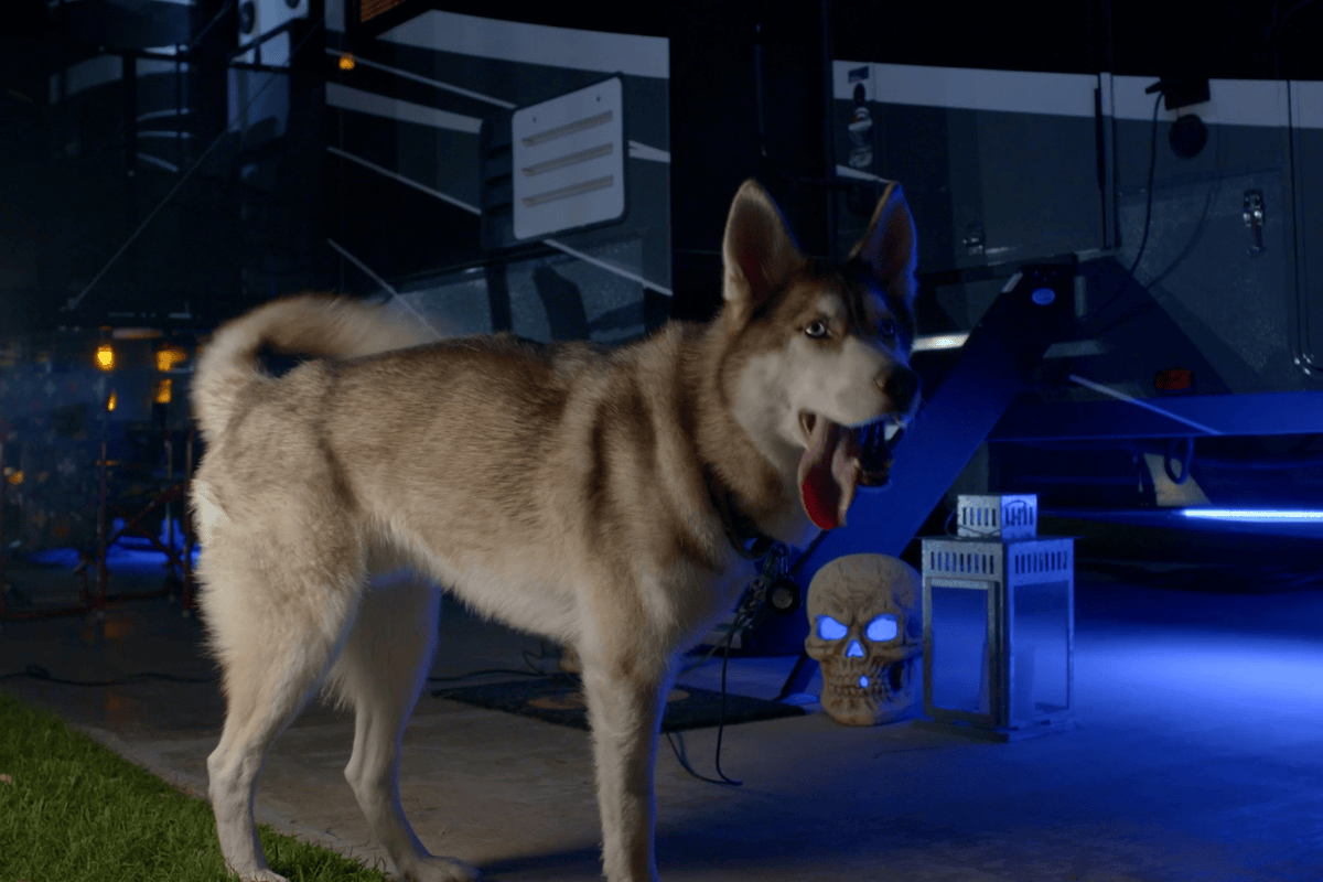 Pet friendly rv resort