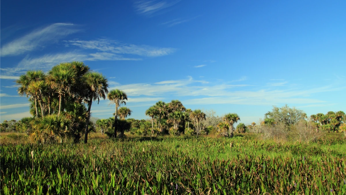 Kissimmee Prairie Preserve State Park